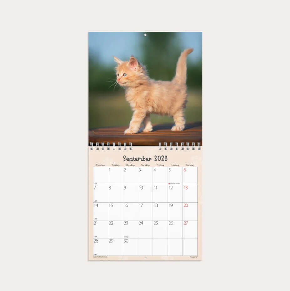 Vægkalender Mini Kattekillinger 2026 fra Mayland med søde kattekillinger og spiralbinding.