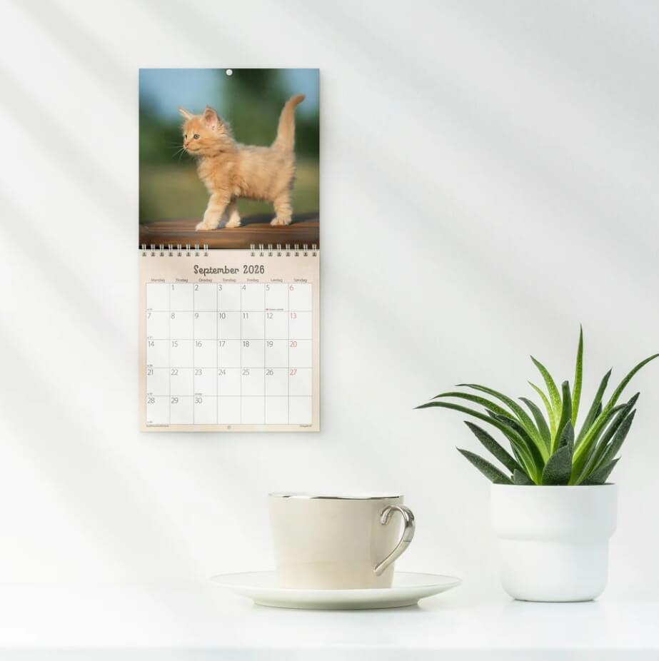 Vægkalender Mini Kattekillinger 2026 fra Mayland med søde kattekillinger og spiralbinding.