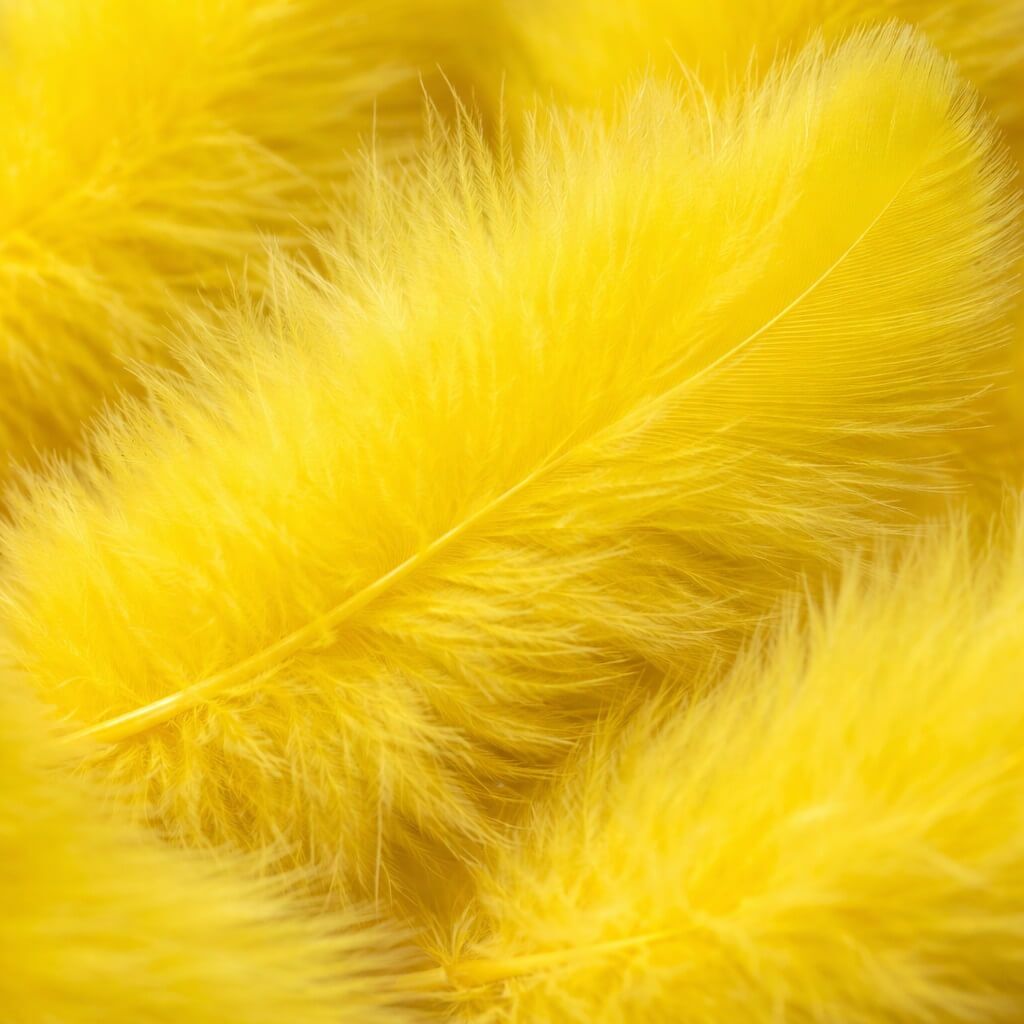 Close-up af bløde gule marabou fjer på 12 cm til hobby, påskepynt, scrapbooking og kreative DIY projekter